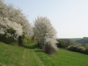 Kirschblüte, Weg von Herrstein