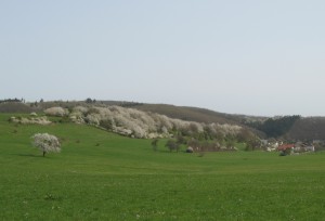 Kirschblte, Weg von Herrstein