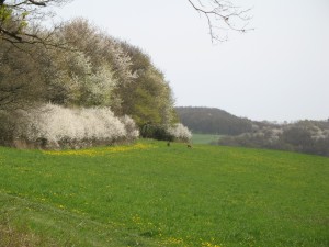 Kirschblte, Rehe